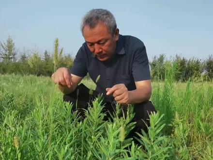 小蓟
每天认识一种中药材,今天认识一下小蓟,小蓟是刺儿菜干燥的地上部分。祖国医学认为,其有凉血,止血,散瘀,解毒,消痈的作用。#大蓟的功效和作用 #常见的中草药#中医中药