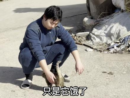 猫咪真的喂不熟吗? 你家猫难道有需要才会找你吗?还是说随时都会来找你,还是说根本就养不熟#猫咪 #猫 #猫咪的迷惑行为 #动物的迷惑行为 #铲屎官的乐趣