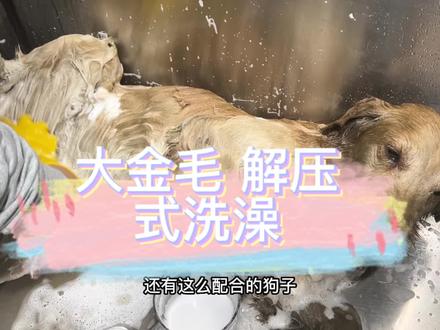 #萌宠 #金毛 #萌宠出道计划 #杭州 洗洗了快3个小时 一点不感觉累 很解压
主要是它太乖了 有点心疼