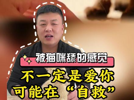 猫总舔你?不是撒娇,是它在“自救”!90%的人都误会了#猫咪 #养猫经验分享 #猫咪舔手