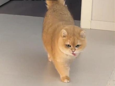 金渐层真的是新手劝退? #金渐层 #猫咪日常 #养猫人能有多卑微