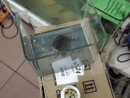 鳄龟有腐皮病和肠炎,我就有土霉素泡,现在已经有所好转