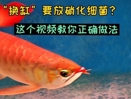 热带鱼“换缸”要放硝化细菌?这个视频教你正确做法