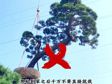 买回家的黑松,不想走弯路,花冤枉钱,一定跟着好好学#定根水 #黑松 #别墅设计 #园林设计 #黑松基地