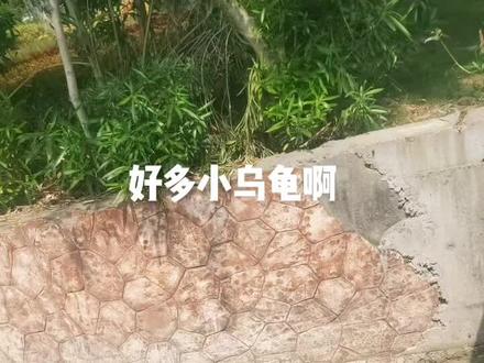 出来找钓点,发现一条小河,有好多的小乌龟。