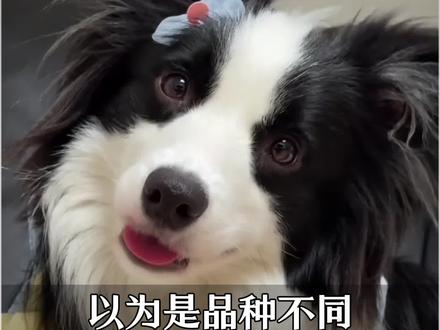 以为是品种不同,原来是要看户口的啊#边牧 #上海话 #法斗