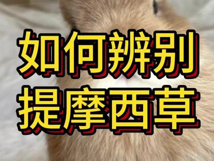 提摩西草如何辨别? #真假提摩西草