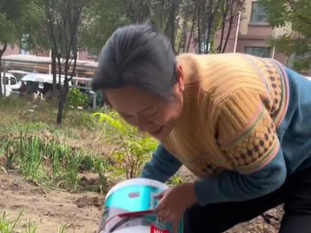 你爱吃的蒜黄竟然是这么种植的! #韭黄 #种植小技巧 #农业种植