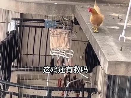 这些鸡还有救吗#养鸡人 #鸡