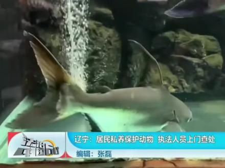 随处可见的观赏鱼成了国家一级保护动物?我们普通群众应该怎么办 #猛鱼 #观赏鱼 #成吉思汗鲨 #水族 #养鱼