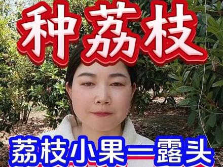 荔枝小果一露头,保果就用这一招 #三农种植#荔枝种植#荔枝高产管理#荔枝施肥#荔枝促花保果