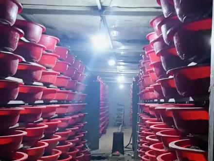 好的开始才有好的回报!大投资!大收益!一辆奥迪又进去了!前途一片光明!奋斗吧年轻类小半决 #家庭农场 #特种养殖#土元孵化#返乡创业的国家级试点 #优质农产品 #生活不会辜负每一个努力的人 #记录真实生活 #抖音助农 #新农人计划 #支持三农扶持三农发展 #勤劳致富靠双手 #感谢那些默默给我点赞的人 #励志 #农村创业养殖 #创业之路 #诚信经营 #一份耕耘一份收获 #农村 #抖音助农扶农 #同城热点 #喜欢就关注我吧 #乡村振兴dou行动 #我要上热门 #加油年轻人 #奋斗的青春