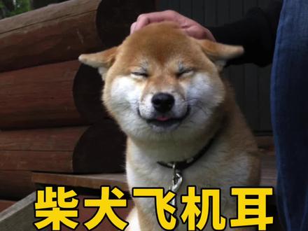 柴犬飞机耳都代表什么?#柴犬 #豆柴 #萌宠