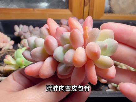 胖胖肉变皮包骨|早发现早拯救的9个月 #记录多肉生活 #多肉植物养护 #多肉种植 #控养多肉
