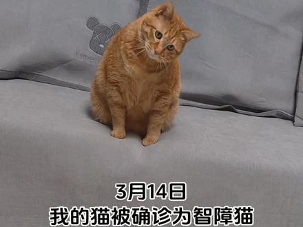 可怜的孩子,以前错怪你了… #橘猫还是那个橘猫 #猫咪的迷惑行为 #傻猫的日常 #铲屎瓜和橘猫的日常 #智障猫