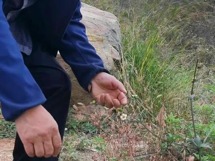 马兰
一天认识一种中药材,今天认识一下马兰。马兰为菊科植物马兰的干燥全草或根,夏、秋季采收,鲜用或晒干。其味辛,性凉。具有凉血止血,清热利湿,解毒消肿之功效。有些地方把它叫做紫菊、阶前菊、马兰头、马兰菊。#中药科普 #常见的中草药 #采药人