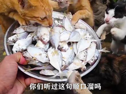 为何猫吃鱼从来不被鱼刺卡?镜头画面放慢50倍后,终于知道真相!