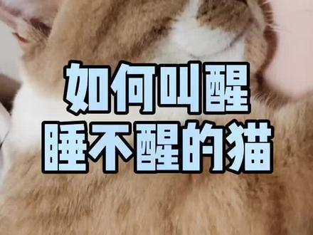 个人经验之如何叫醒每天睡不醒的猫@抖音小助手 #猫主子