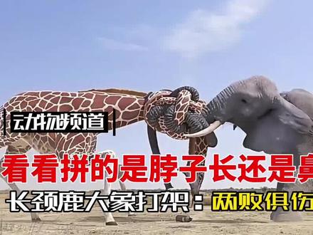 长颈鹿大象打架,两败俱伤,看看拼的是脖子长还是鼻子长? #动物 #动物解说 #解说 #纪录片 #纪录片解说