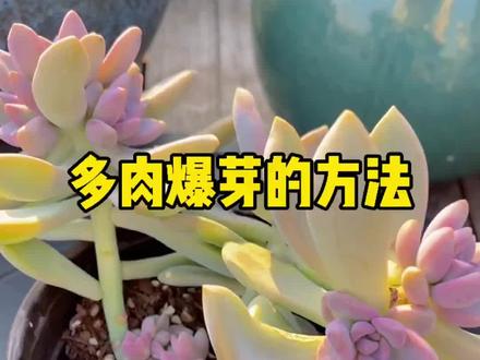 #优芽素 #多肉植物 #多肉养护 #养护小知识 #优芽素可以让多肉植物爆更多侧芽