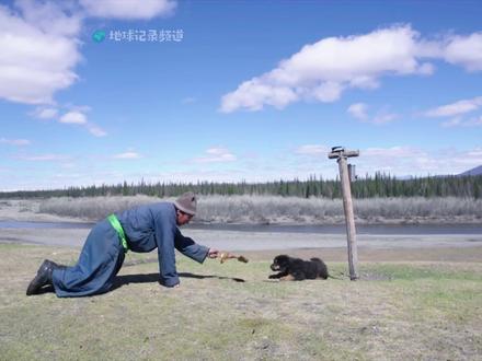 蒙古獒的生命契约,狗是人类的第一个朋友 #蒙古獒