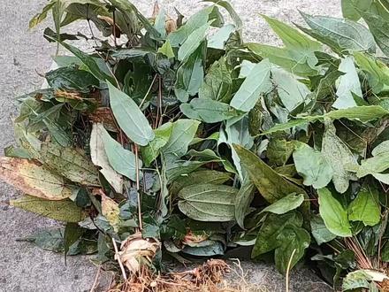 淫羊藿又叫三支九叶草