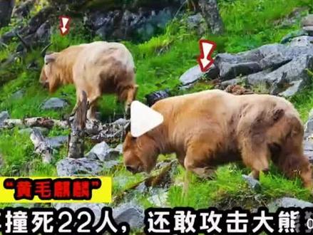 秦岭一霸主羚牛#走自己的路看自己的风景