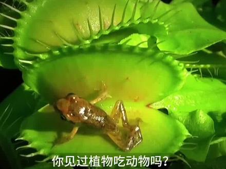 #猪笼草 绝对是植物界的顶级杀手#植物科普 #科普百科