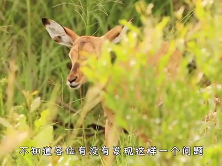 为什么食肉动物的眼睛在前面,食草动物却在两边?这样有何作用?#科普