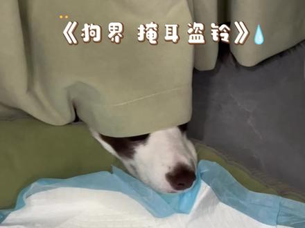 边牧有点心眼子全用主人身上了 给它说擦澡,转身狗就躲起来了😂#边牧心眼子 #边牧日常