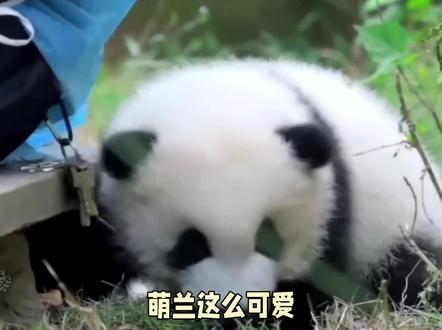 萌兰打小就是熊精,熊生致力于如何越狱,拿自己的窝窝头养鸟 #大熊猫 #萌兰 #萌兰越狱 #国宝 #来这吸熊猫
