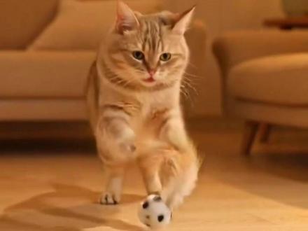 做宠物带货视频 再也不用跟猫猫狗狗斗智斗勇了,指挥AI就行! #AI创作浪潮计划 #信息差 #AI教程 #电商 #干货分享