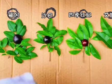 3分钟带你认识树葡萄(嘉宝果)品种 沙巴全面均衡不偏科 最终选择还是沙巴#一花一草一世界 #我的果园生活 #树葡萄