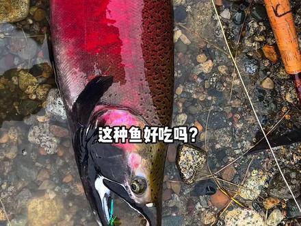 最后一种鱼,你肯定喜欢。 #钓鱼
