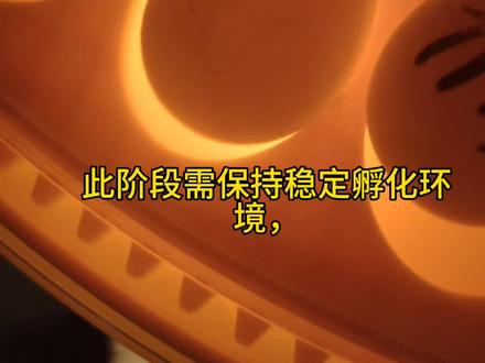 【玄凤鹦鹉孵化-第三天】胚胎明显发育,照蛋可见蛋中间出现红色圆圈状“生命线”,表明已成功受精。此阶段需保持稳定孵化环境,温度37.6-37.8℃,湿度45%-55%,避免频繁照蛋和翻动,防止影响胚胎稳定发育。