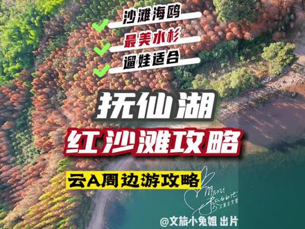 看冬日水杉还在跑甸尾村?不如来抚仙湖的红沙滩,海鸥、碧水、沙滩、水杉都齐全,绝对的昆明周边最美水杉林,收藏好这份攻略元旦去跨年吧#跨年去哪玩 #云南旅游攻略 #自驾游 #旅行大玩家 #带你去看海