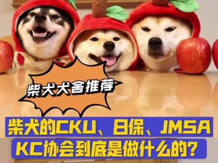 柴犬的CKU日保JMSA和KC协会到底是做什么的?#柴犬入手 #柴犬鉴定 #柴犬价格 #柴犬如何挑选 #新学期向光成长