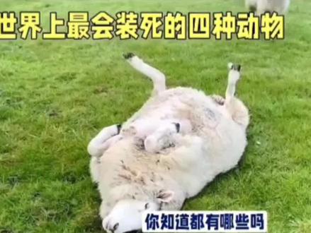 最会装死的动物#抖音小助手dou上热门 #神奇动物在抖音 #科普一下 #动物 #涨见识