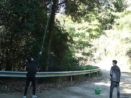 来一锅苦槠豆腐炖猪蹄,鲜美至极,你尝过吗,评论区告诉我#苦槠豆腐 #炖猪脚 #乡村守护人