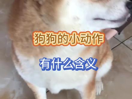 狗狗喜欢舔鼻子、原来是因为…#养狗经验分享 #狗狗