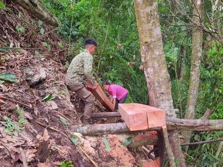 越南建造房屋材料是如何制作的,阿飞和翠花山上加工木材过程#我的乡村生活 #越南生活