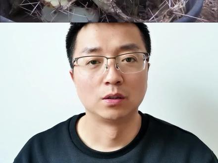 骆驼的嘴为啥可以吃仙人掌?#科普