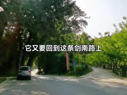 徒步南线翠云廊攻略(1)
未完待续#蜀道 #古树 #徒步