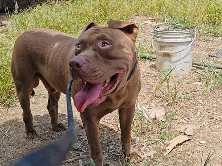 成年男性打的过斗犬之王比特吗?刚开始比特犬占绝对优势