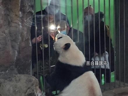 12.15兽医给萌萌检查牙齿。思嘉的犬牙断了,对于大熊猫来说很严重。北动请医生给萌萌看牙。#爱护大熊猫人人有责 #为啥我们都喜欢大熊猫 #动物园实拍视频