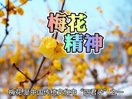 傲立风雪,不畏苦寒,幽香绽放。梅花风格,坚韧、孤傲,高洁! #蜡梅 #梅花 #诗词 #最美诗词 #腊梅飘香