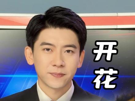 千年迎客松金甲披身!很多人不知道,松树居然会开花?#黄山