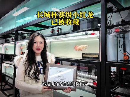 官方认证赛级红龙、天花板级品相已被收藏。#龙鱼#红龙#赛级红龙 #观赏鱼#炽鳞龙鱼
