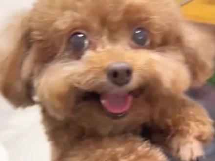 依旧惊鸿一瞥#邪恶小泰迪 #摸摸哥