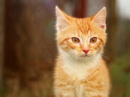 做梦梦到猫咪预示着什么?#传统文化 #周公解梦
